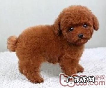 狗宝宝的初期发育阶段详细说明