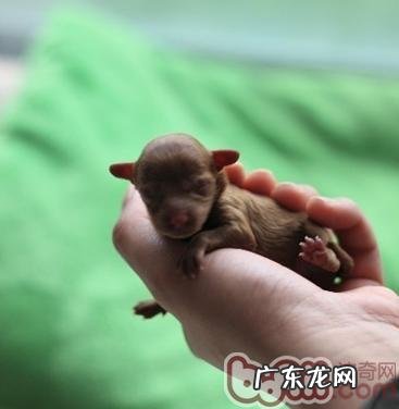 狗宝宝的初期发育阶段详细说明