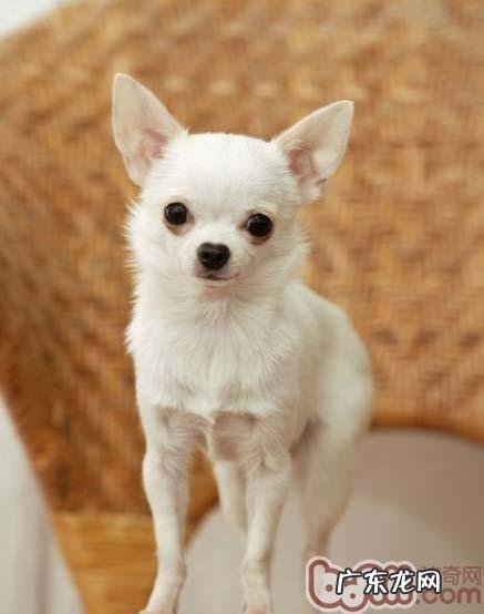 吉娃娃换毛阶段要注意什么