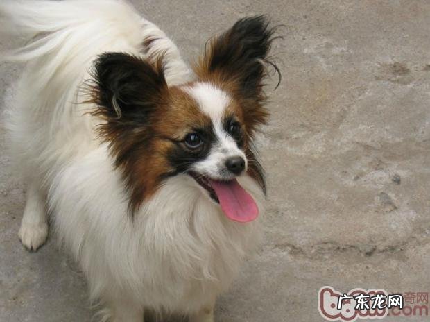 蝴蝶犬畏冷应该怎么办