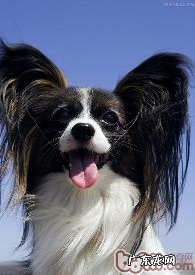 给蝴蝶犬修毛的好多个流程