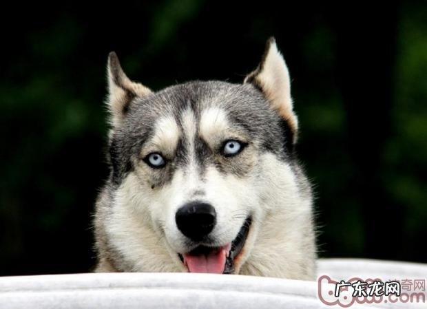 小狗精饲料中各种各样化学物质的功效