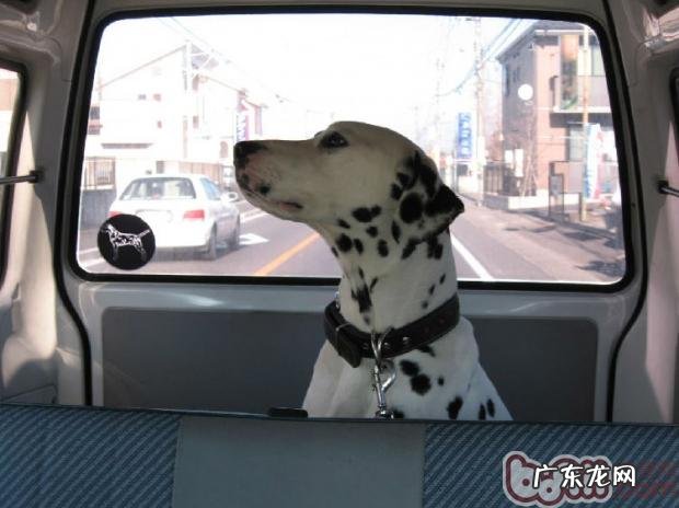 带小狗郊游的常见问题