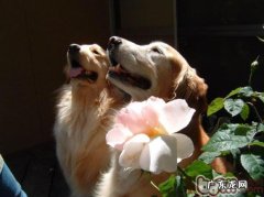 有关狗爪子的六个错误观念