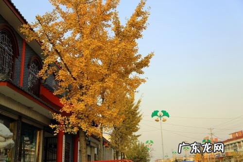 郯城银杏树王在哪里 郯城银杏