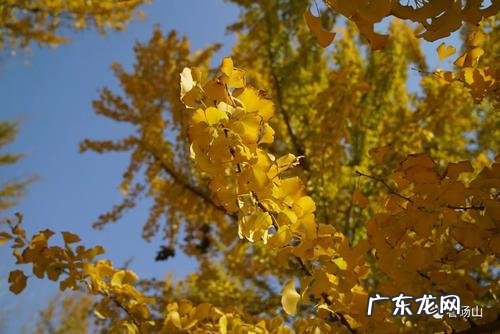 成都银杏叶最美的地方 威海银杏叶最美的地方在哪