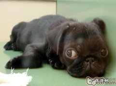 教你如何自制小宠物干洗店粉