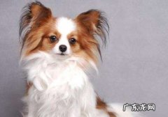 蝴蝶犬每天吃鸡脯肉拉屎拉不出来，狗吃鸡脯肉会拉不出吗