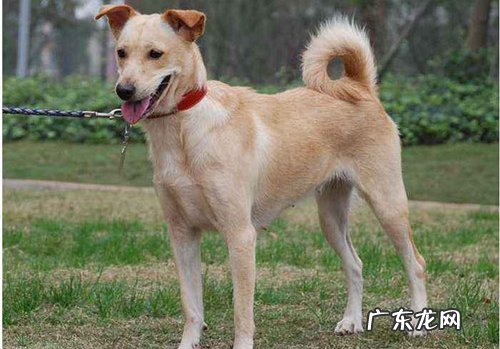 草狗喝醉酒水便会腹泻吗,喝醉了水小狗会腹泻吗