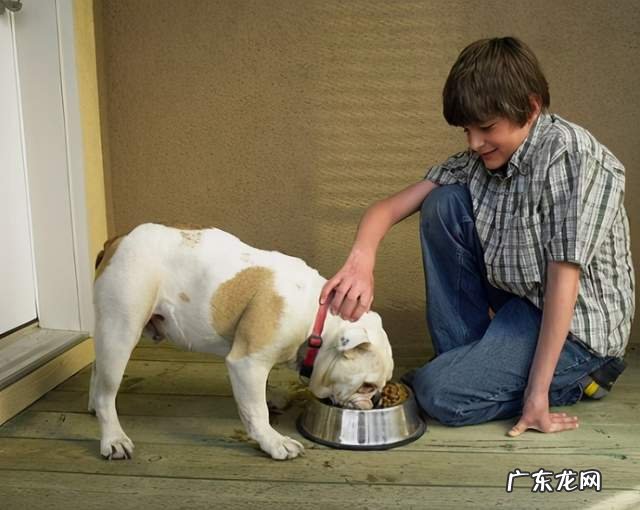 狗狗牙齿管不大好，当心长“双排牙”，对狗损害大！