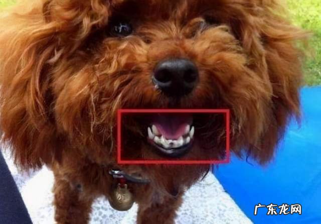狗狗牙齿管不大好，当心长“双排牙”，对狗损害大！