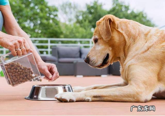 狗狗牙齿管不大好,当心长“双排牙”,对狗损害大!