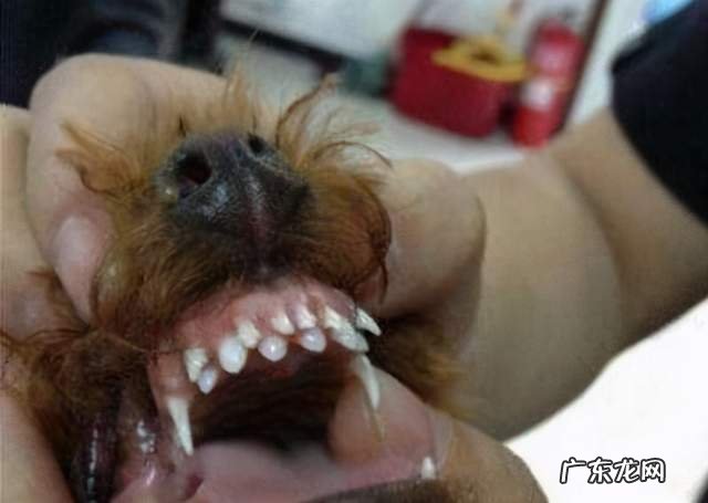 狗狗牙齿管不大好，当心长“双排牙”，对狗损害大！