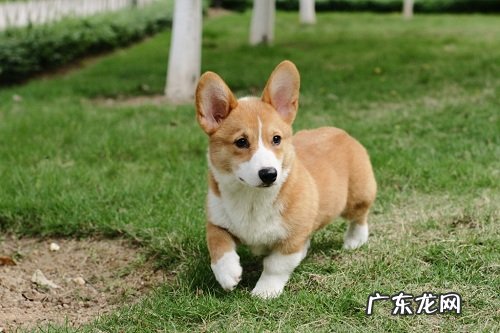 怎么知道小狗感冒了