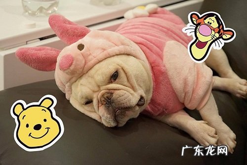 怎么知道小狗感冒了