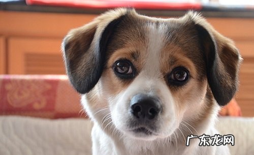 怎么知道小狗感冒了