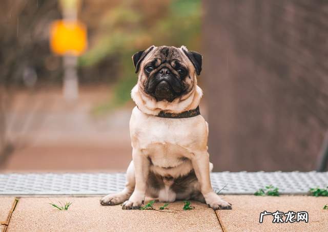 原来小狗的“尿里”色调,隐藏了这么多专业技能!