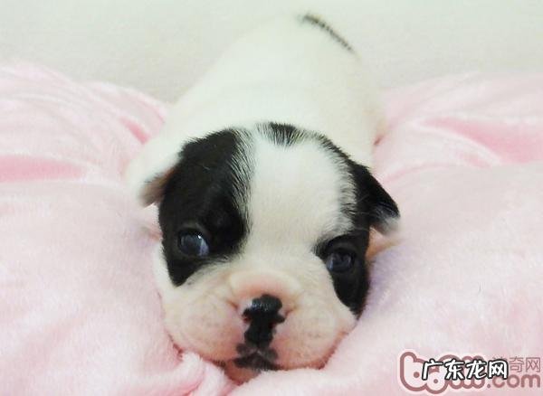 幼狗期狗宝宝的饲养常见问题