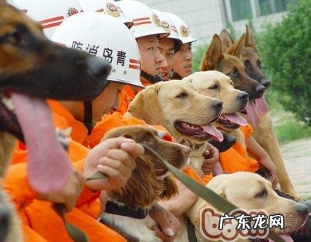 有关搜救犬的功效及其训练法的详细介绍