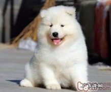 家里养小萨摩应当留意的三个事宜