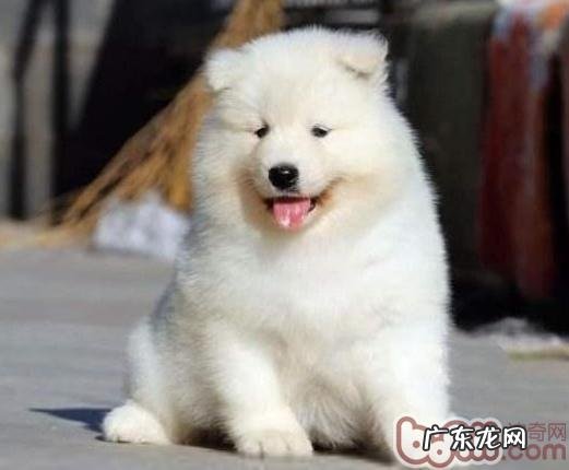 家里养小萨摩应当留意的三个事宜