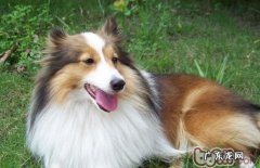 喜乐蒂的美容保养专业知识