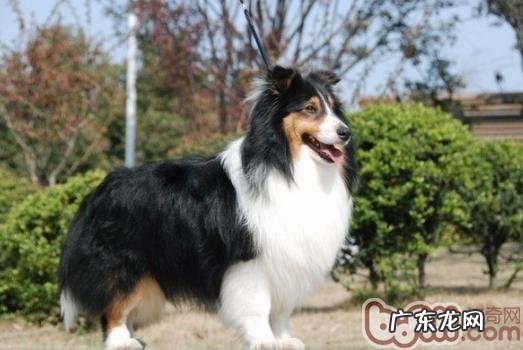 喜乐蒂的科学饮食管理方法