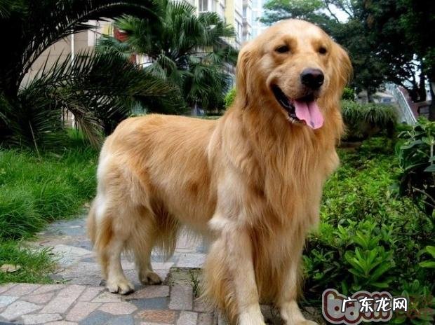 孕期的每个环节怎样与小狗交往