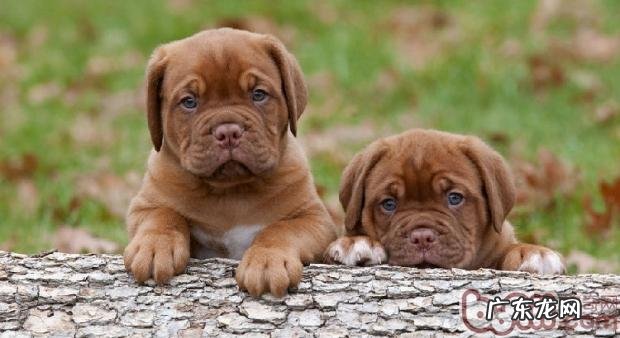 小狗的睡眠质量习惯性讲解