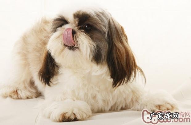 小狗梳毛专用工具的使用方法