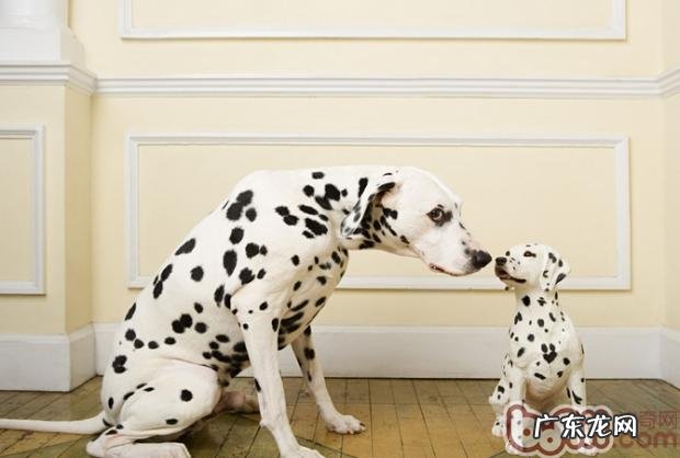 大麦町犬材料概述