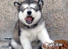 哈士奇幼犬心理健康的营造与塑造