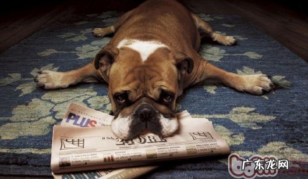 怎样选择一只纯种斗牛犬