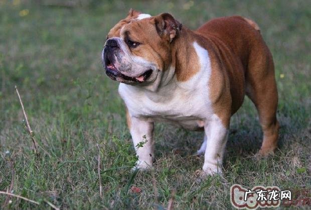 给斗牛犬修指甲的流程