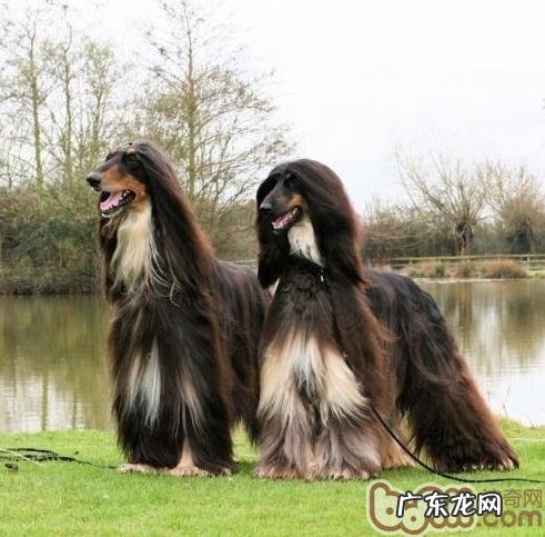 身心健康科学研究饲养阿富汗幼狗