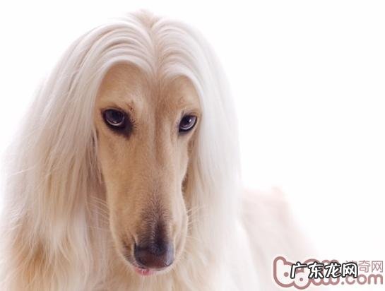 为阿富汗犬搞好换毛期保养