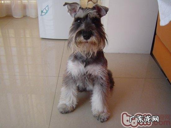 小狗臀部维持整洁的方法