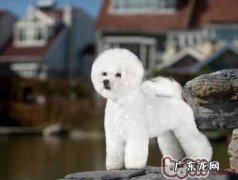 小狗吃蔬菜对健康有益吗