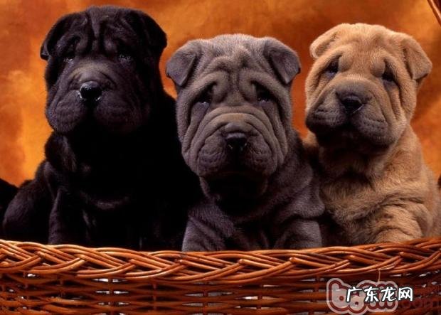 为沙皮狗保养口腔健康