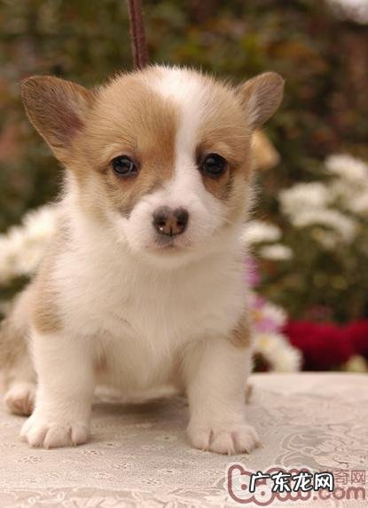 家中养犬三大常见问题