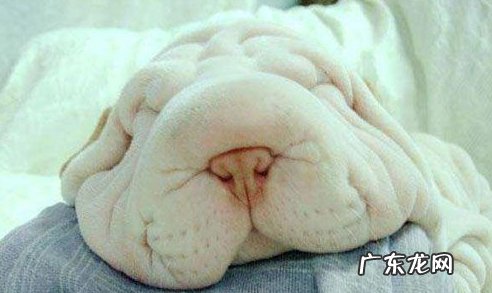 沙皮狗有多少种色调