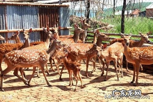 适合老人在农村做的生意？ 农村一老人在家，你是选择在家创业，还是在外创业？