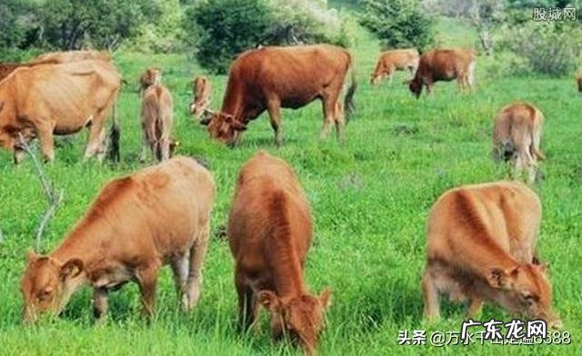 适合老人在农村做的生意? 农村一老人在家,你是选择在家创业,还是在外创业?