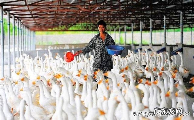 适合老人在农村做的生意? 农村一老人在家,你是选择在家创业,还是在外创业?