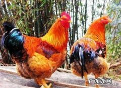 年轻人回农村有意义吗？ 农村年轻人不想打工，想在家创业没项目怎么办？