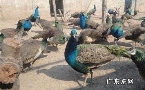 农村干什么行业能挣钱？ 农村人有200万在家创业，干什么行业最挣钱？