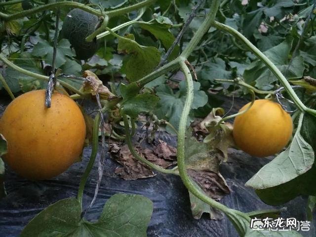 农村出来学习涉农专业的大学生如何在广大的农村创业?你有这方面的成功例子吗?