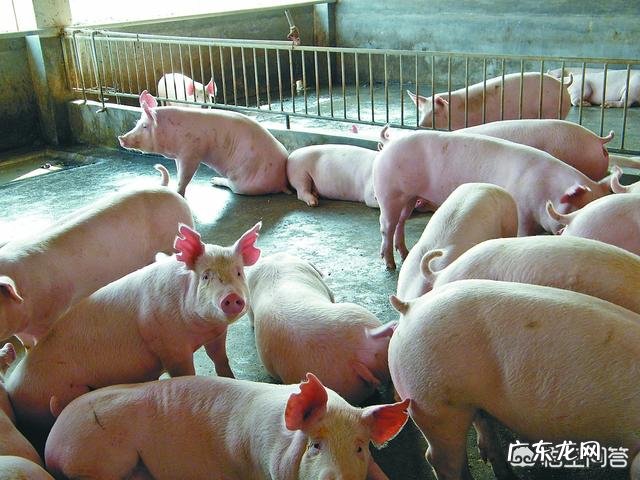 农村出来学习涉农专业的大学生如何在广大的农村创业?你有这方面的成功例子吗？