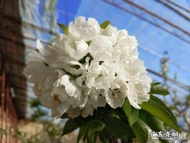 农村出来学习涉农专业的大学生如何在广大的农村创业?你有这方面的成功例子吗?