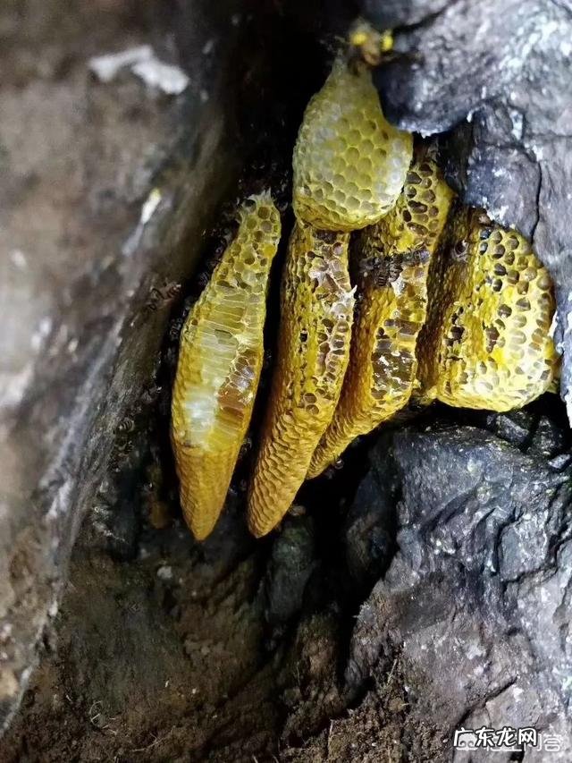 农村出来学习涉农专业的大学生如何在广大的农村创业?你有这方面的成功例子吗?